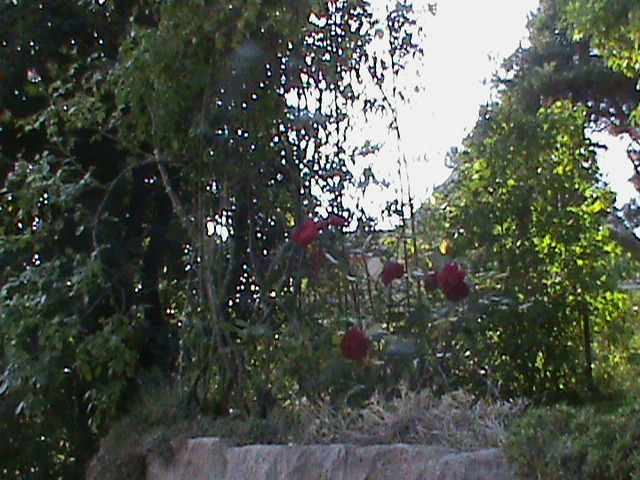 DSC00701.JPG