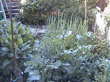 veg.jpg