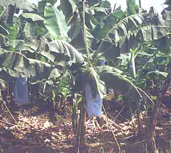 banan.jpg