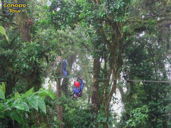 canopy1.jpg