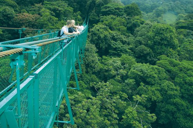treetop.jpg