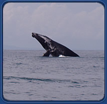whale.jpg