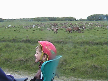danmark-0420.jpg