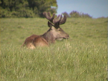 danmark-0422.jpg